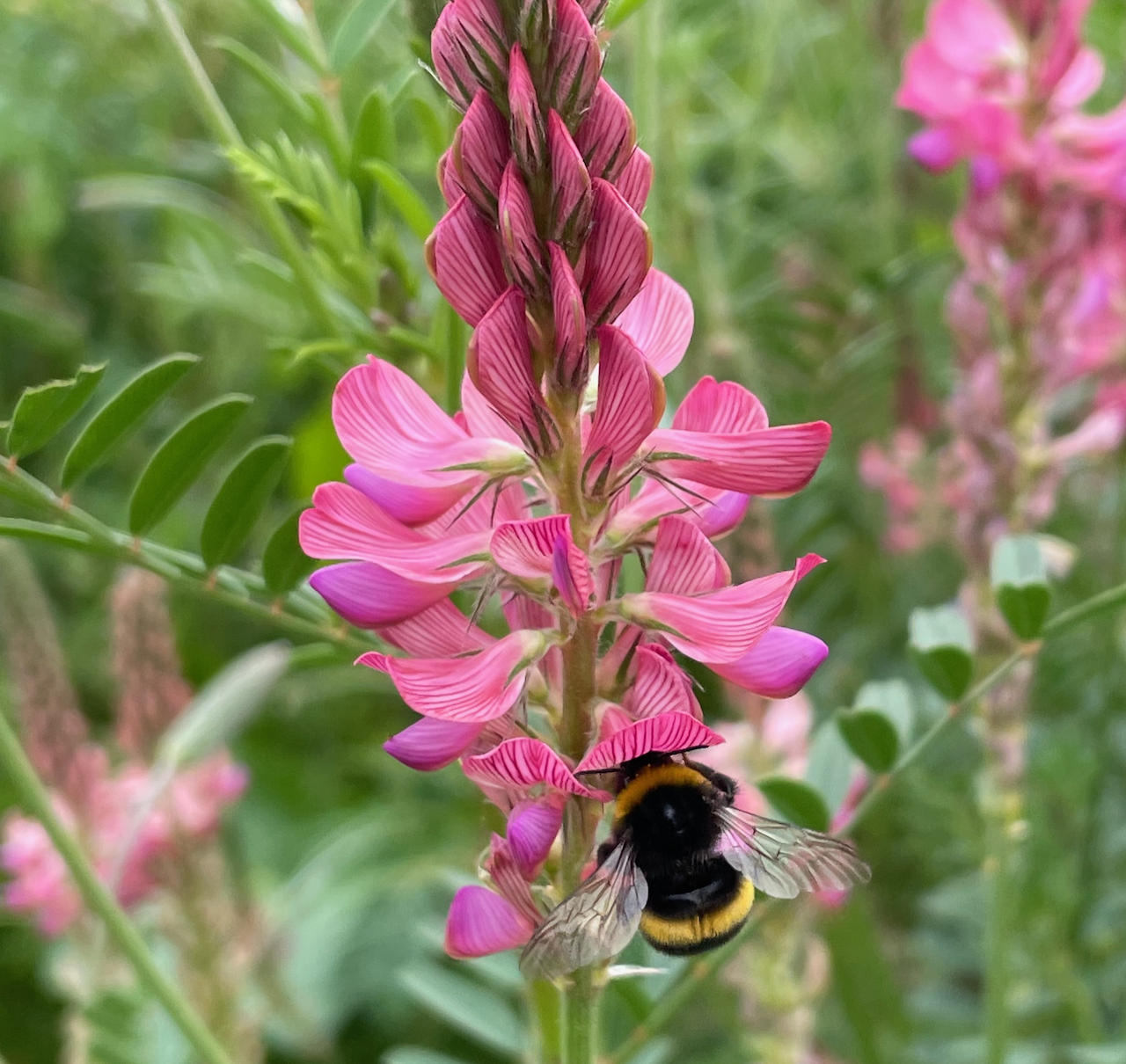 sainfoin.png