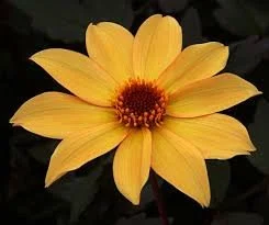 Dahlia bish york.jpg