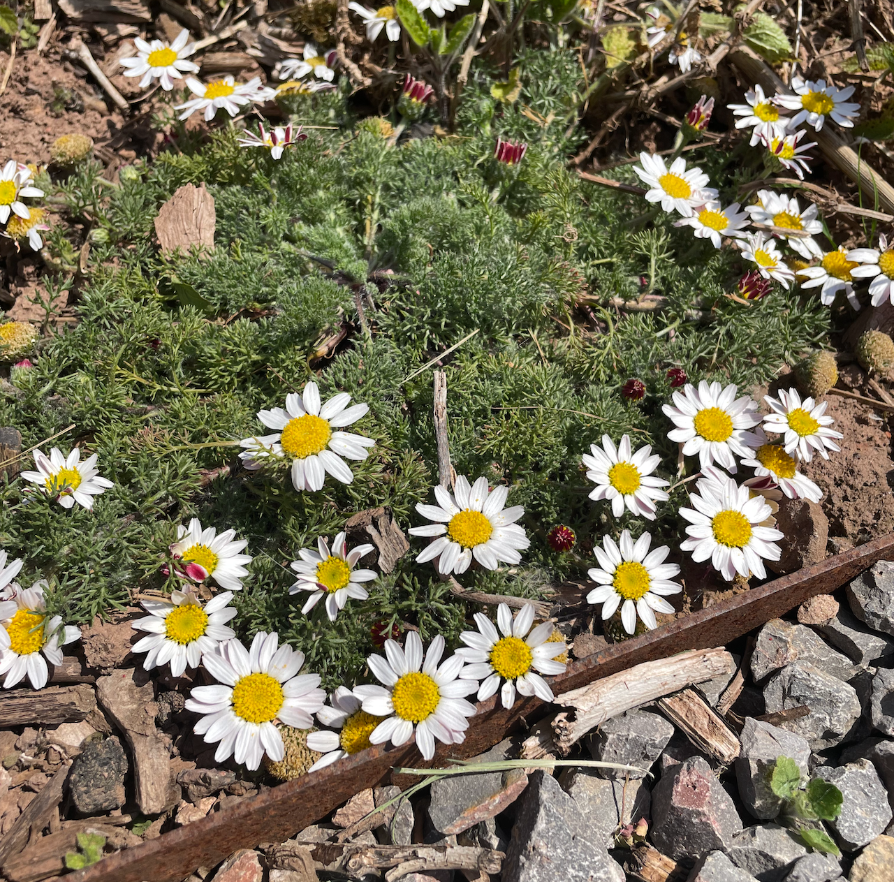 anacyclus garden.png