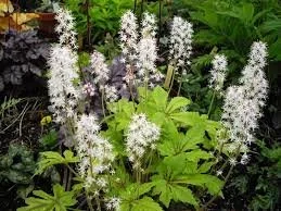 tiarella iron butterfly.jpg