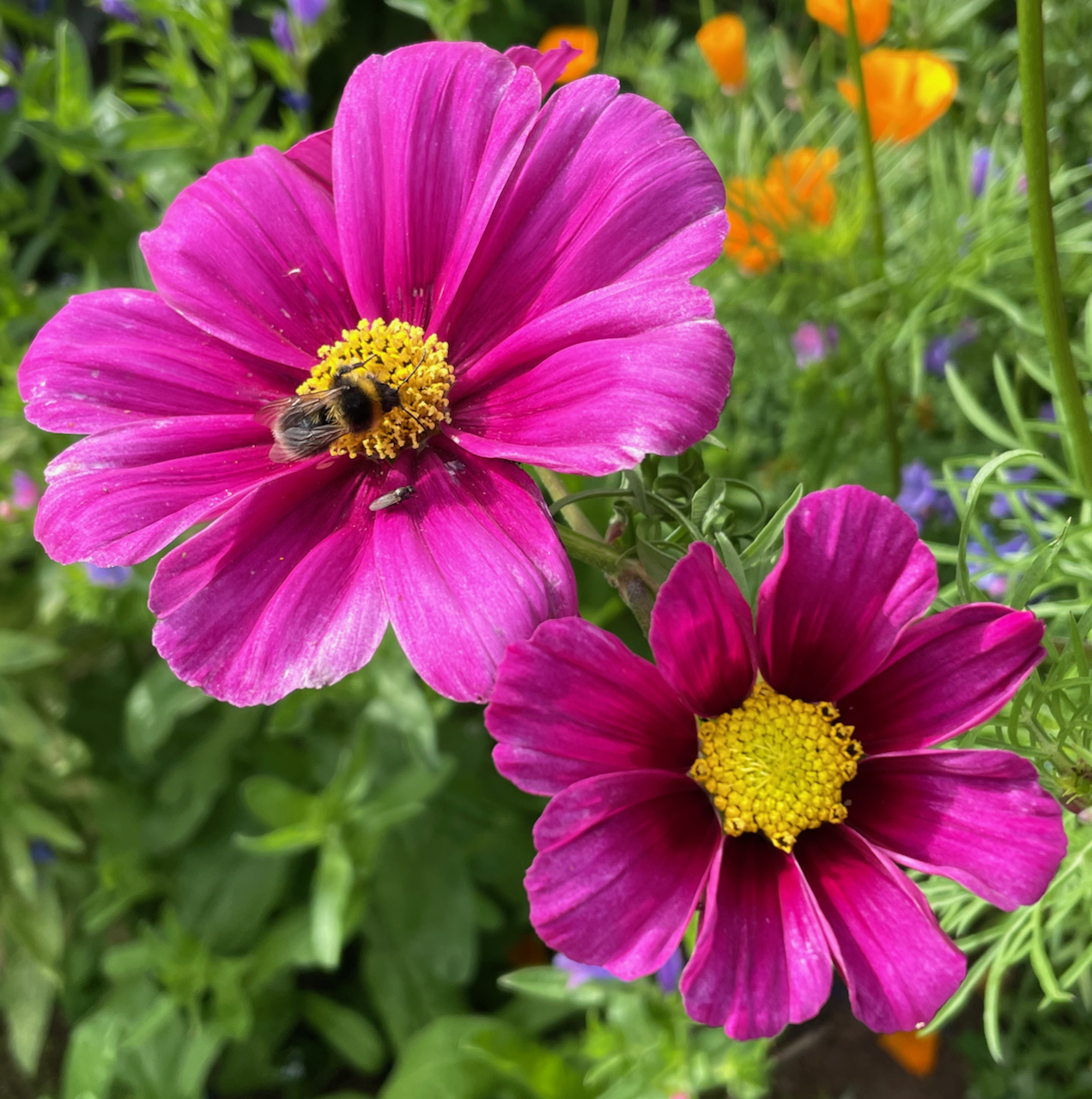 cosmos deep pink tall.png