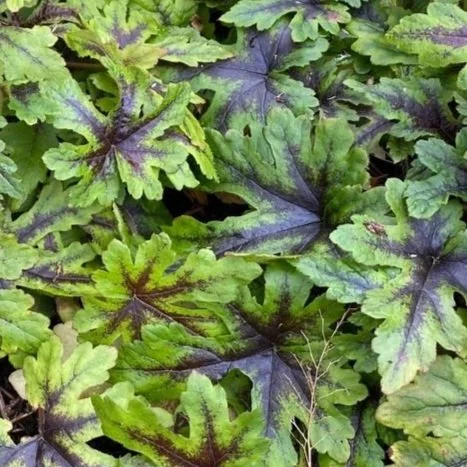 tiarella+iron.jpg
