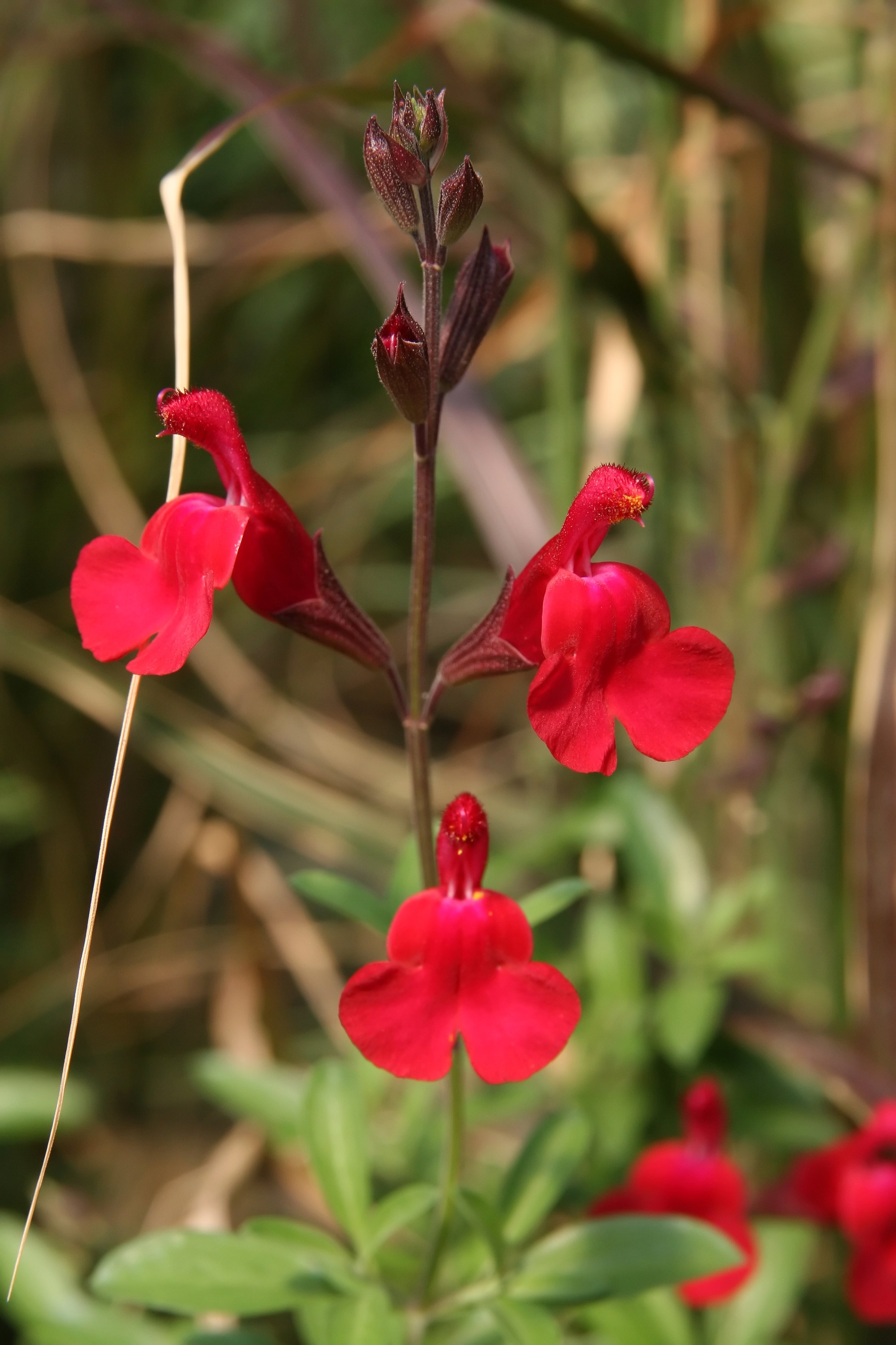 Salvia greggii