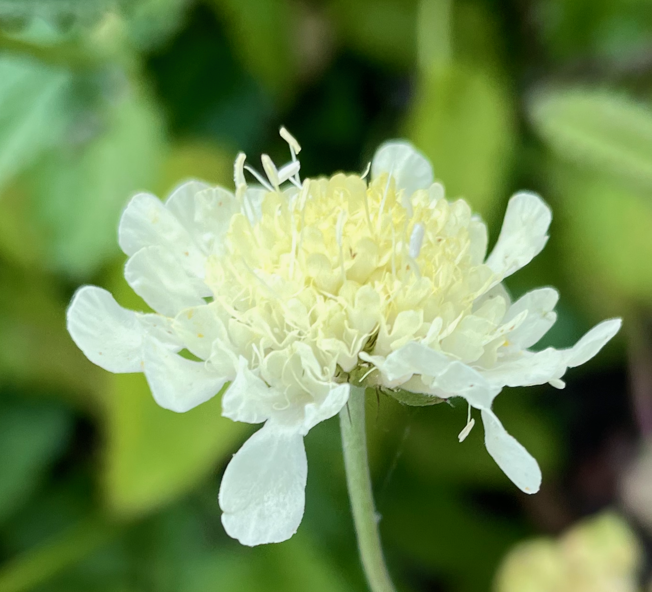 scabiosa ochroleuca.png