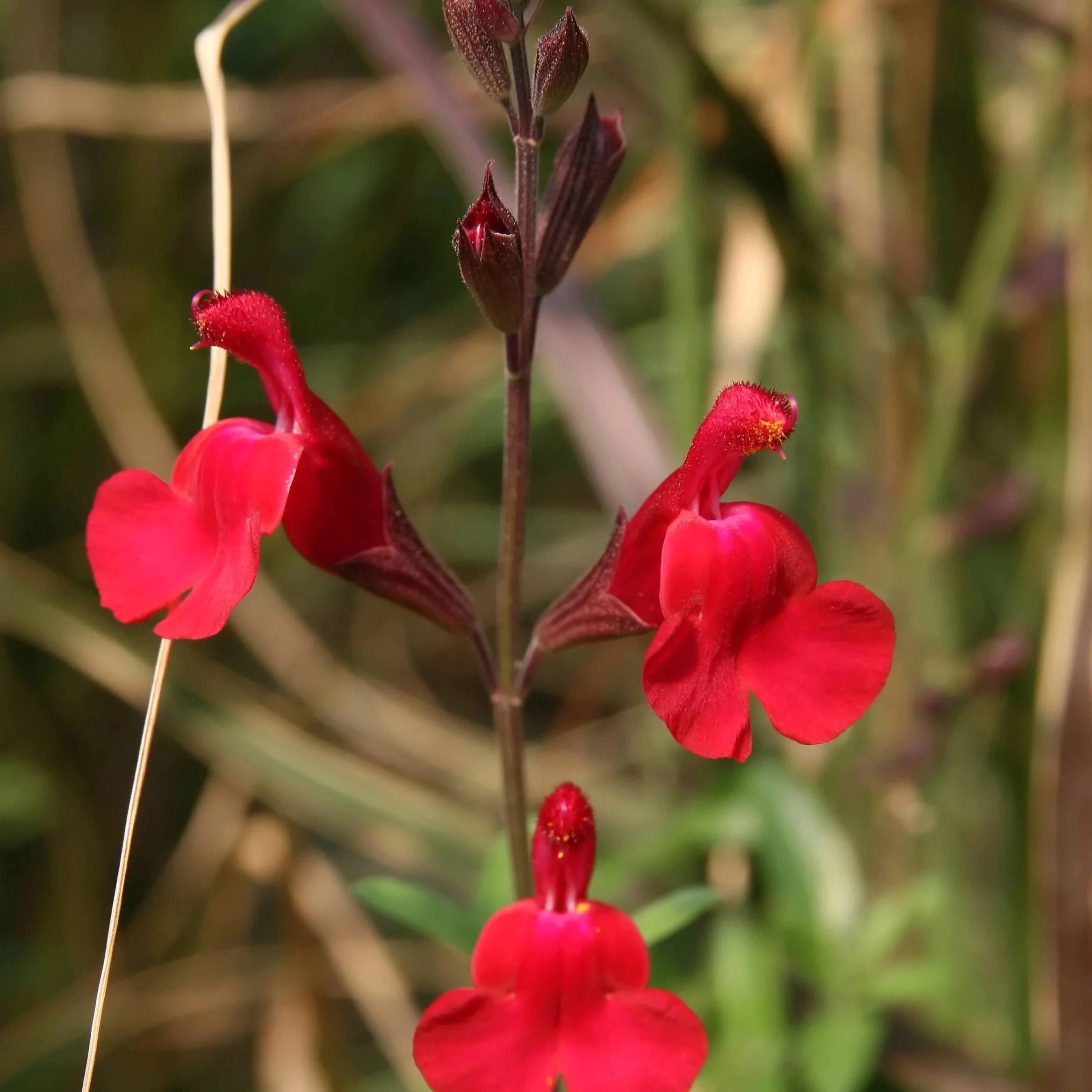 salvia+greggii.jpg