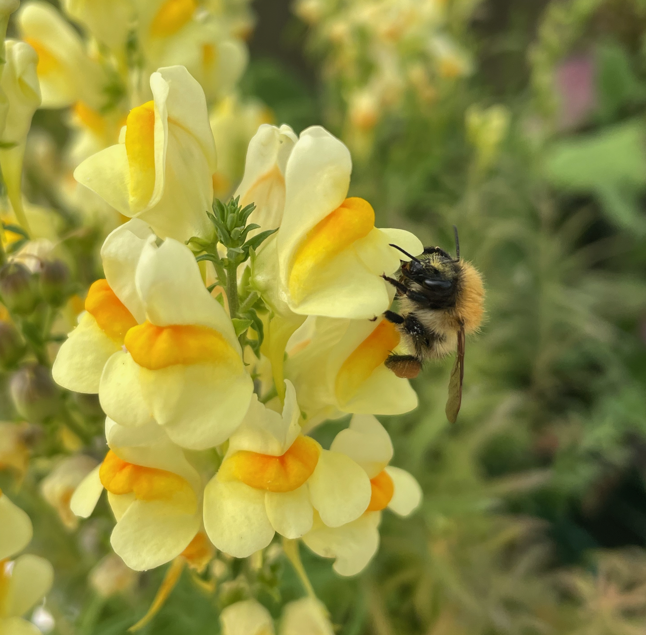 yellow toadflax.png