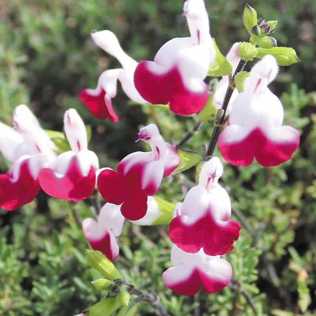 Salvia 'cherry lips'