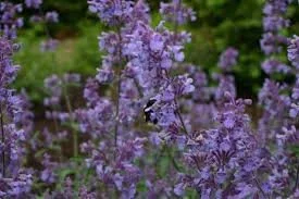 nepeta faassenii.jpg