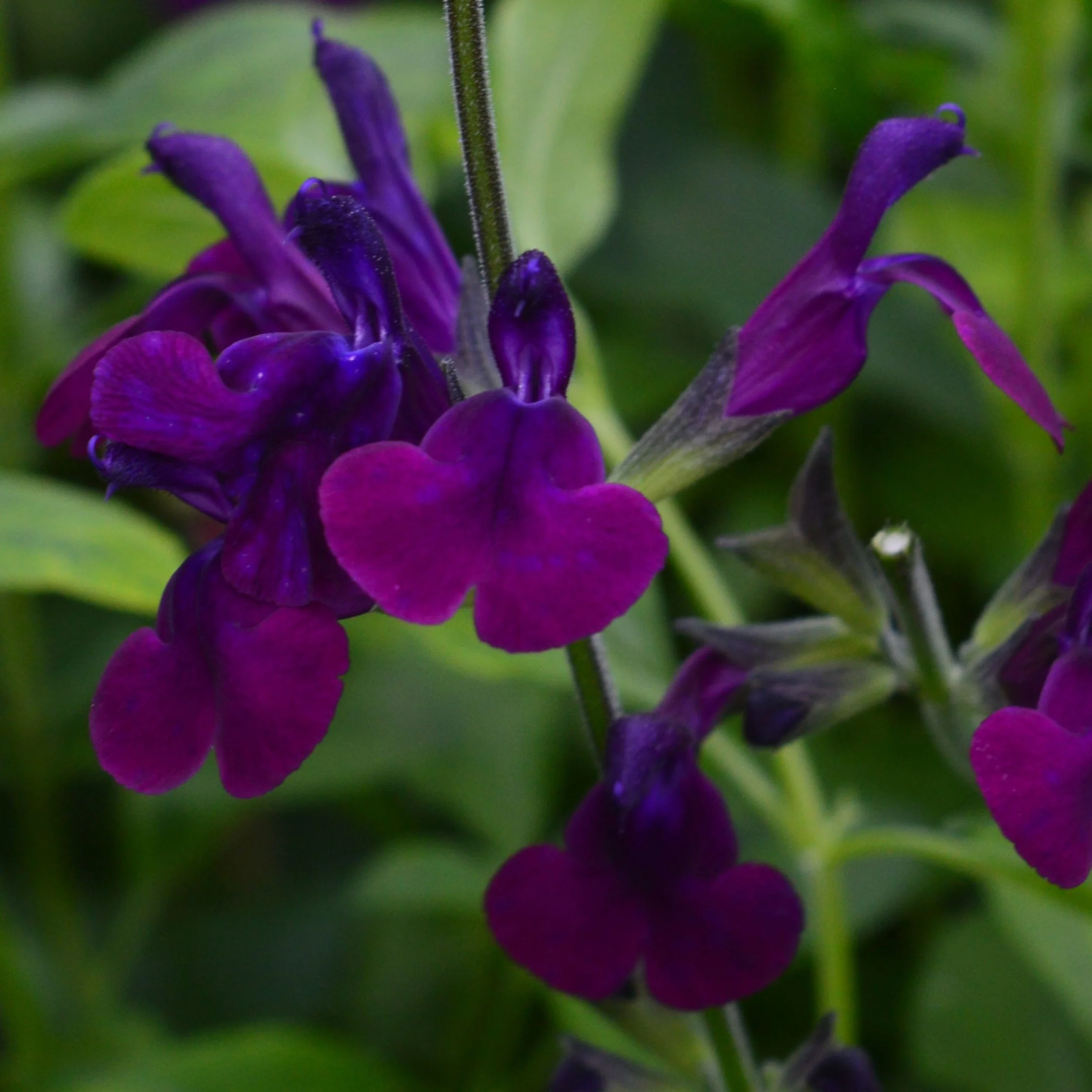 Salvia 'nachtvlinder"