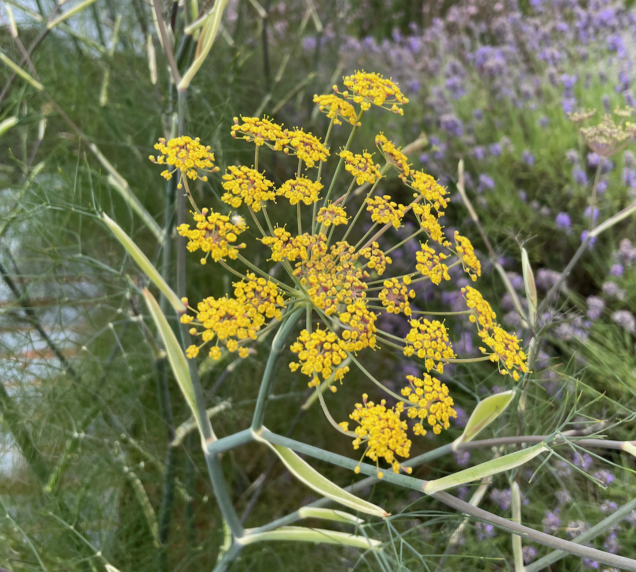 bronze fennel maypole.png