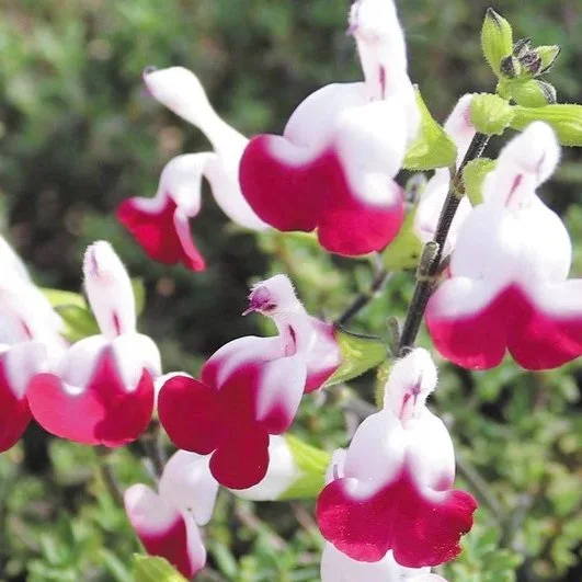 Salvia+cherry.jpg