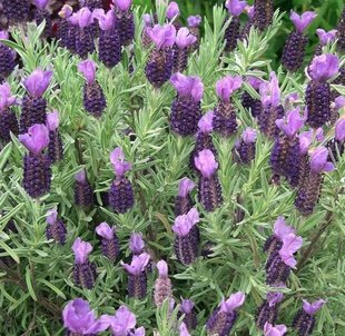 lavender stoechas.jpg