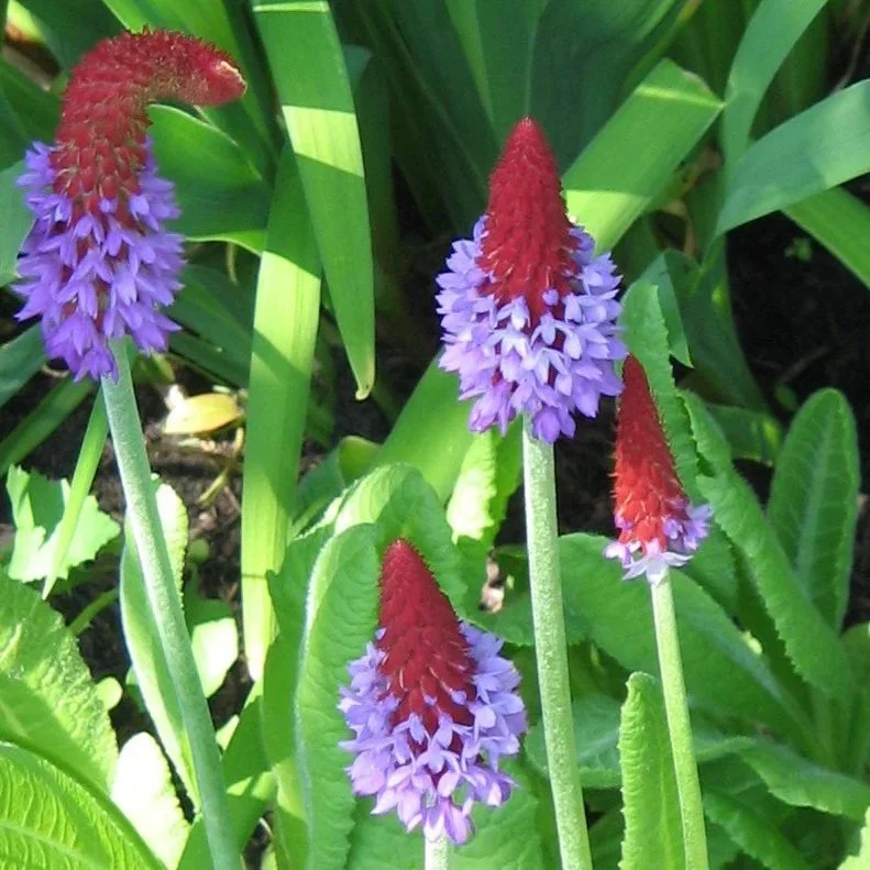 Primula+vialii.jpg