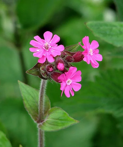Red campion (Silene dioica)
