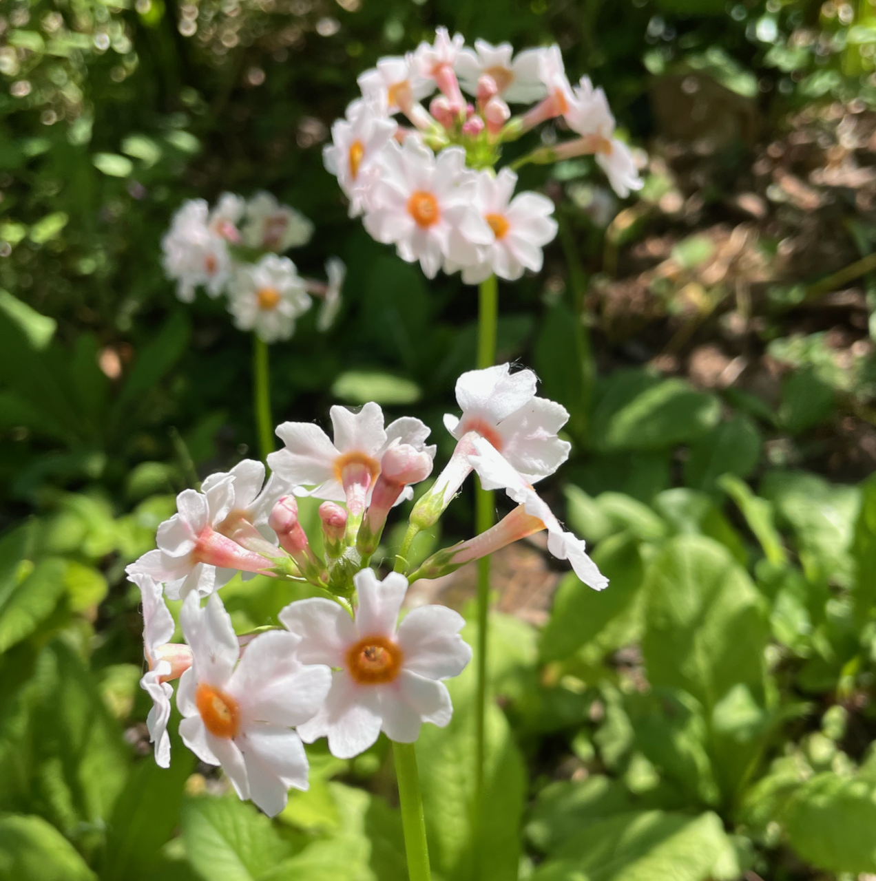 primula apple blossom.png