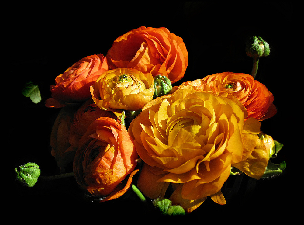 orange-ranunculus-7c4c9b2f-368c-4d54-b9f4-bcc9fa9c5a84.jpg