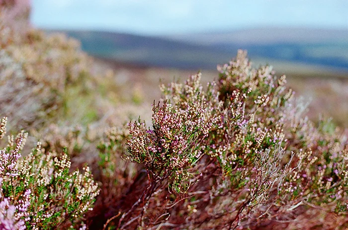 Hiking :: Less Than an Hour from Dublin. 