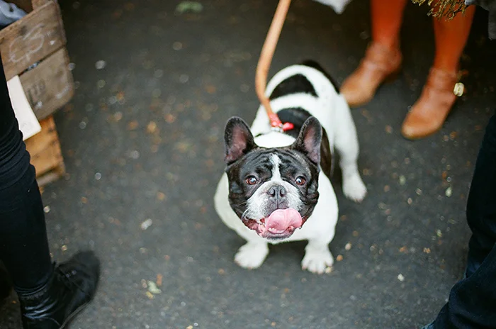 Dogs at The Dublin Flea Market.