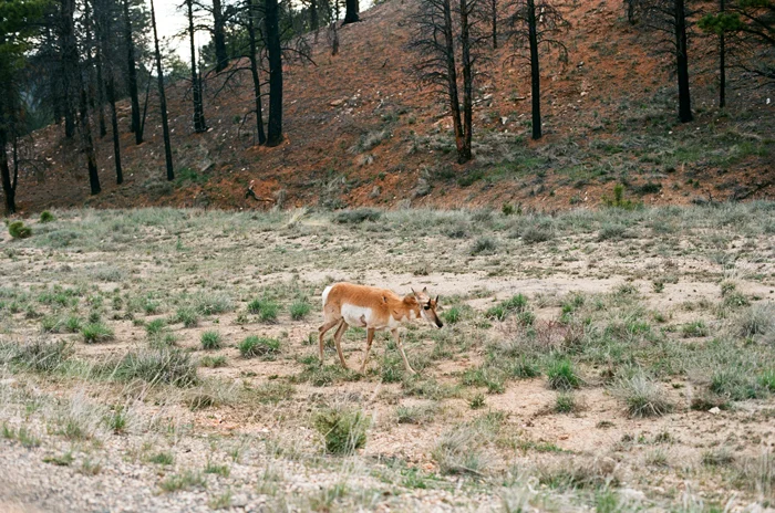 Bryce_Canyon12.jpg