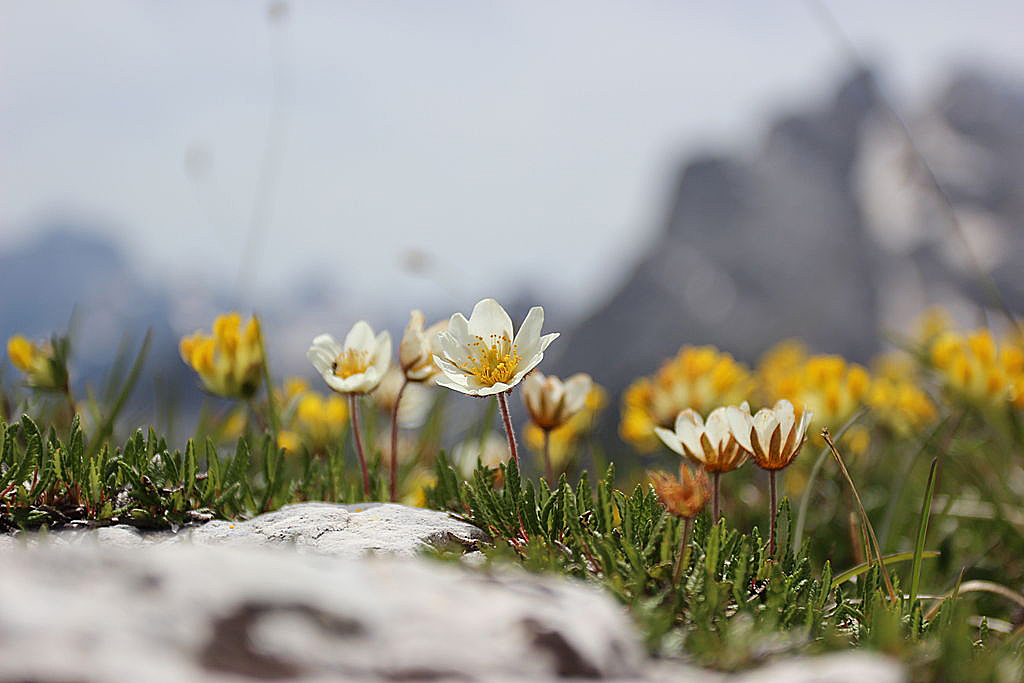 „Dryas octopetala“ – реликт леденог доба, ријетко се може наћи на Јастребици.