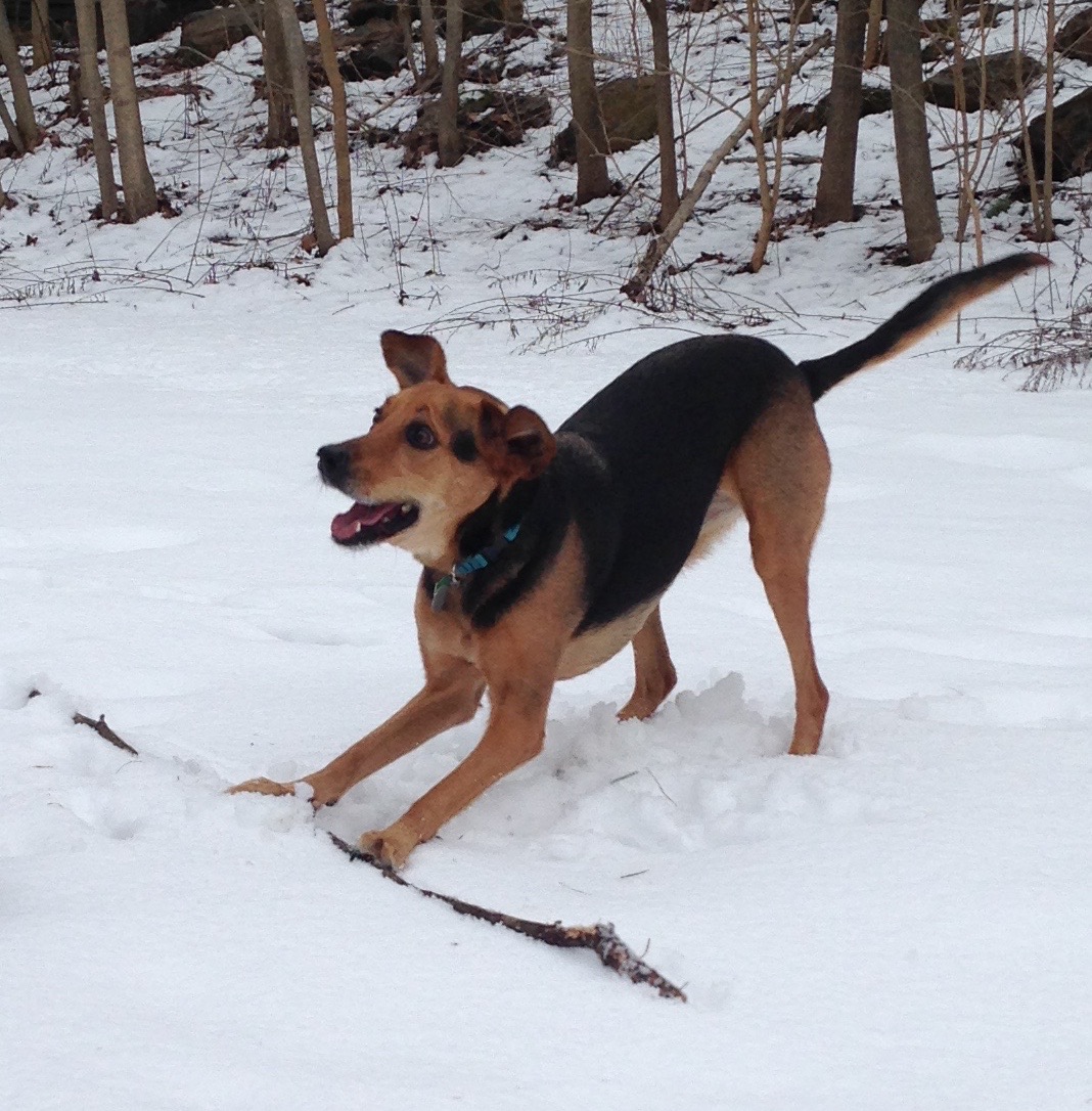 stick snowdog.jpg