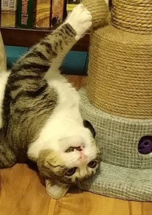 Prunie can't contain her excitement for all the books she's going to read next year.