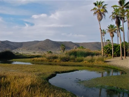 wlas palmasIMG_5070.jpg