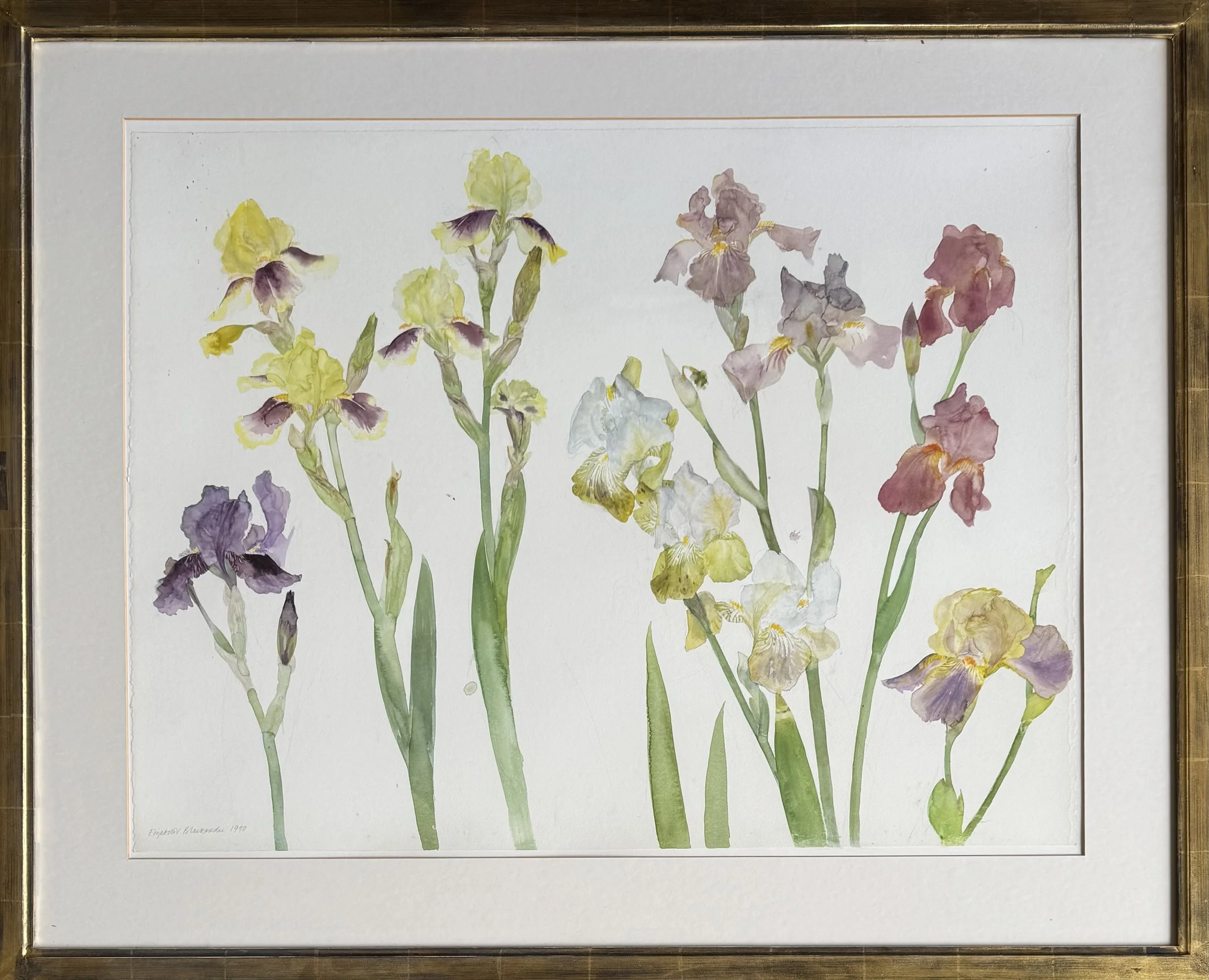 Elizabeth Blackadder framed watercolour Irises 1990