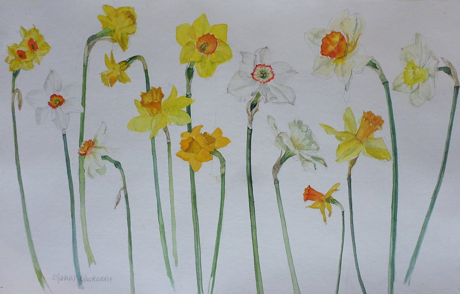 Elizabeth Blackadder for sale daffodils — Blondes Fine Art