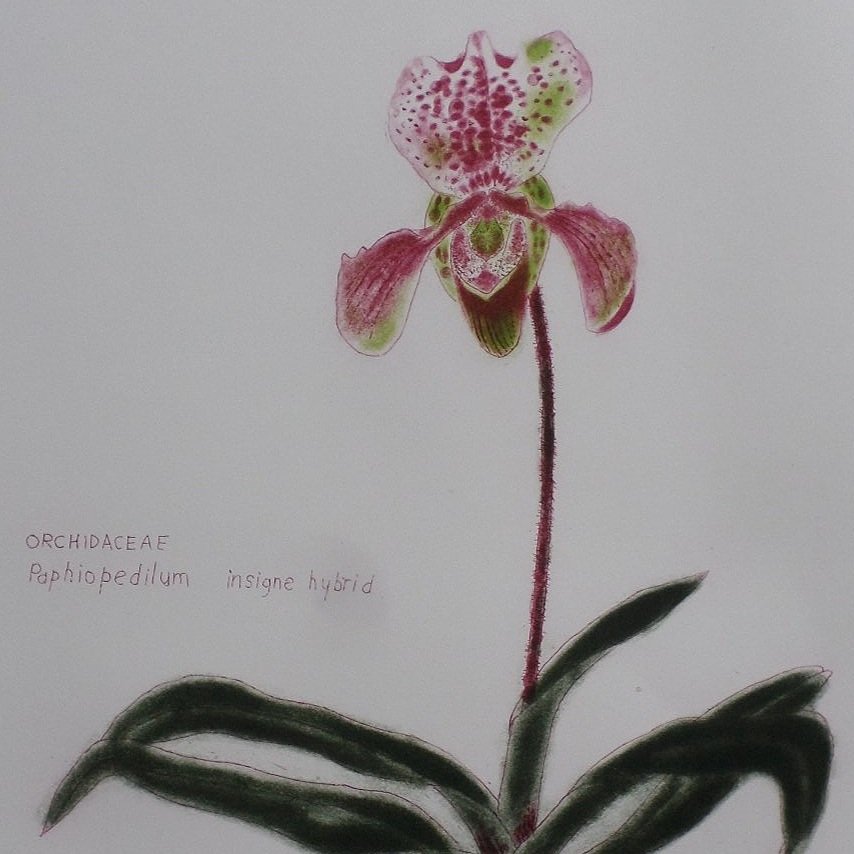 Orchid etching
