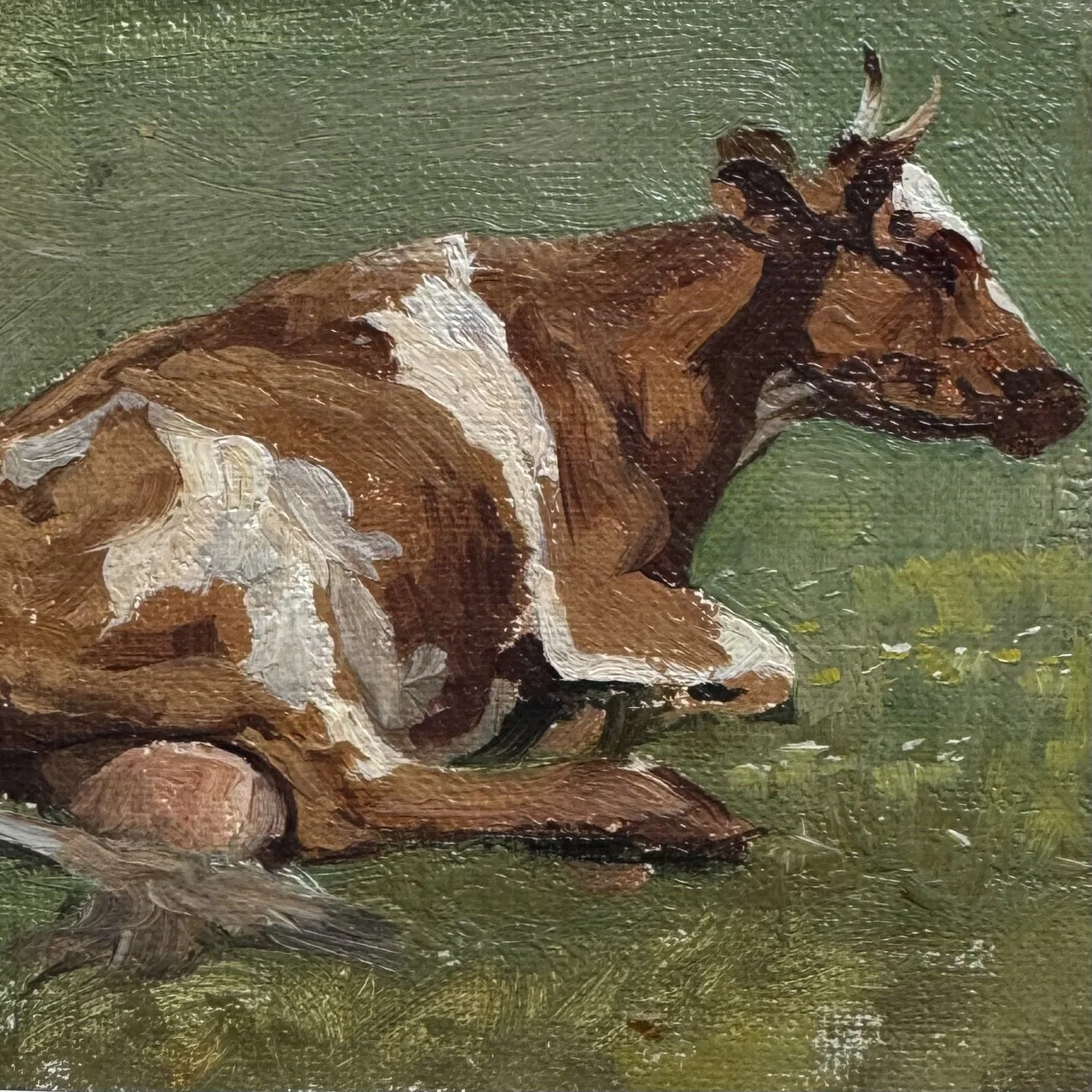 Oil - cow resting