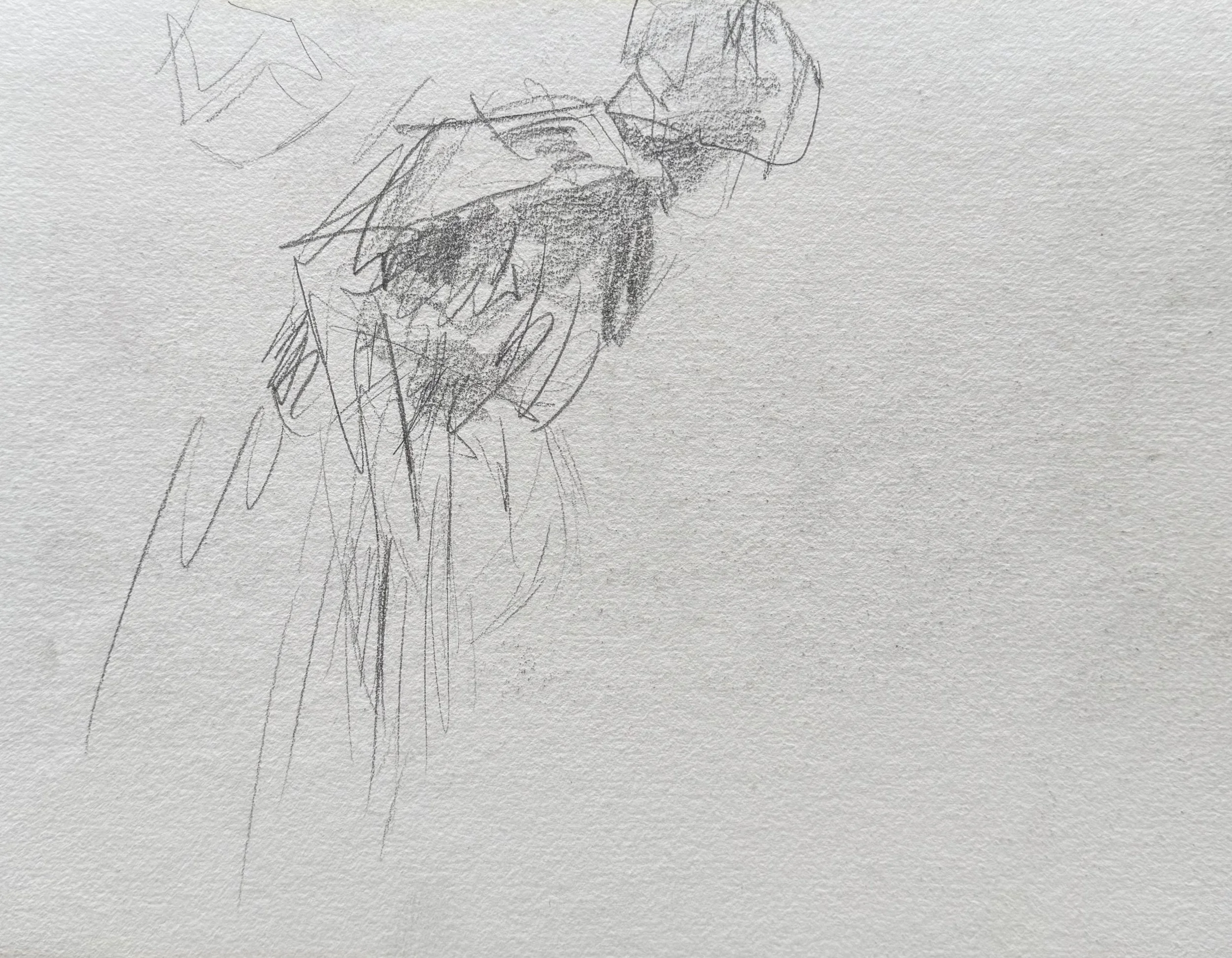 New pencil sketch £700