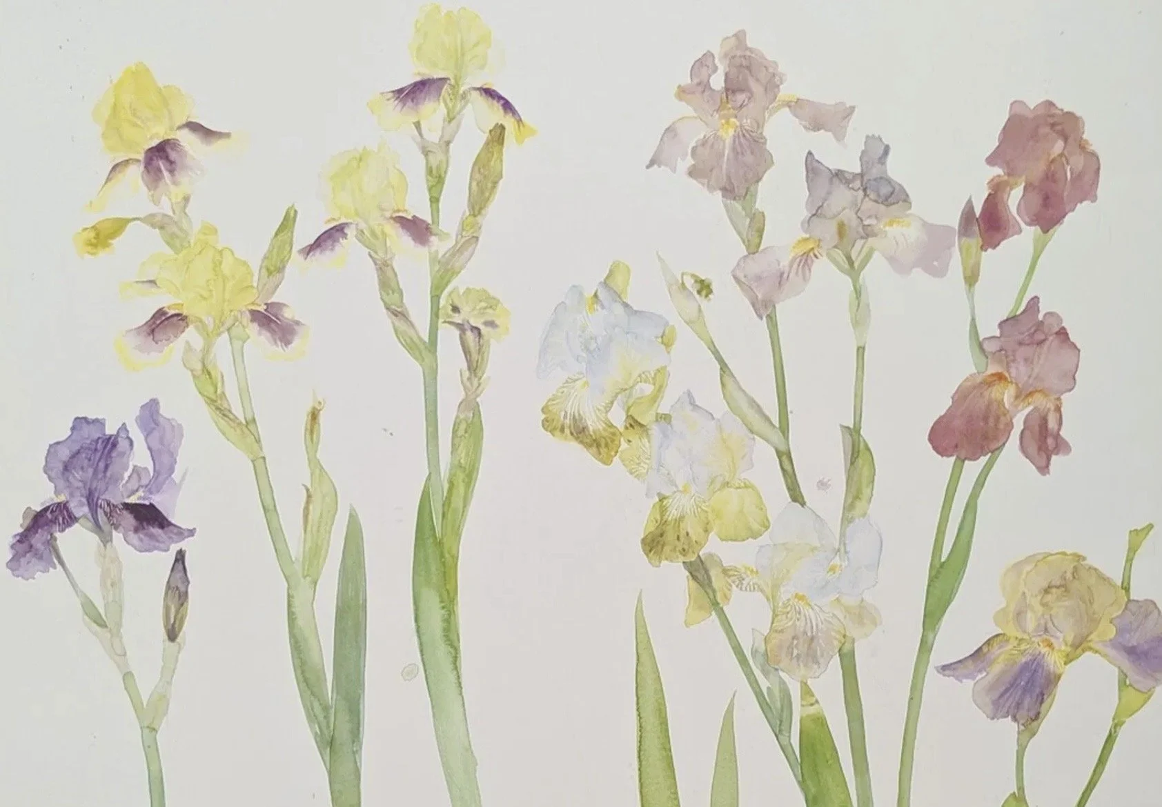 Elizabeth Blackadder