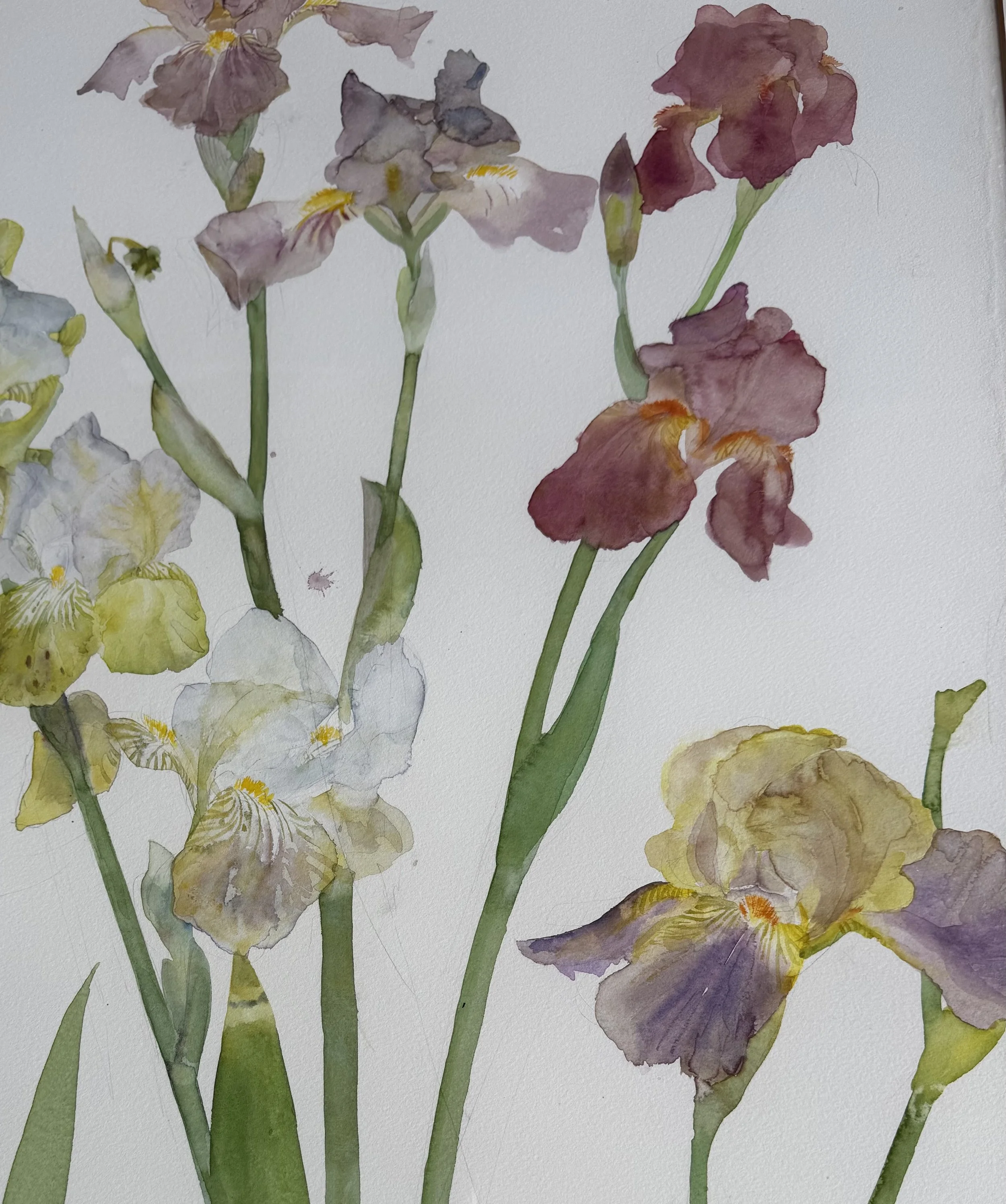Elizabeth Blackadder