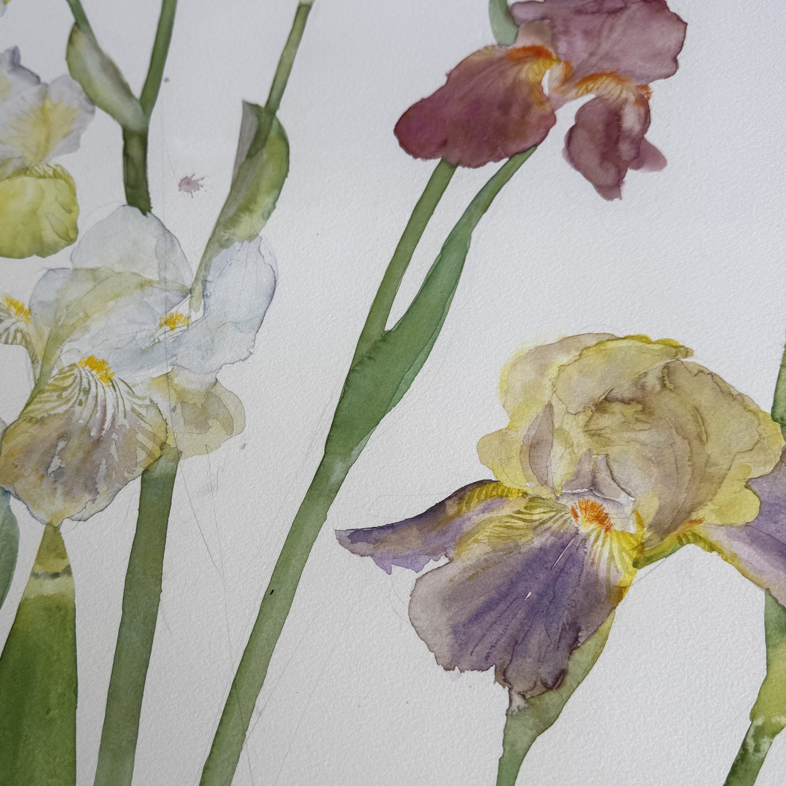 Iris watercolour 