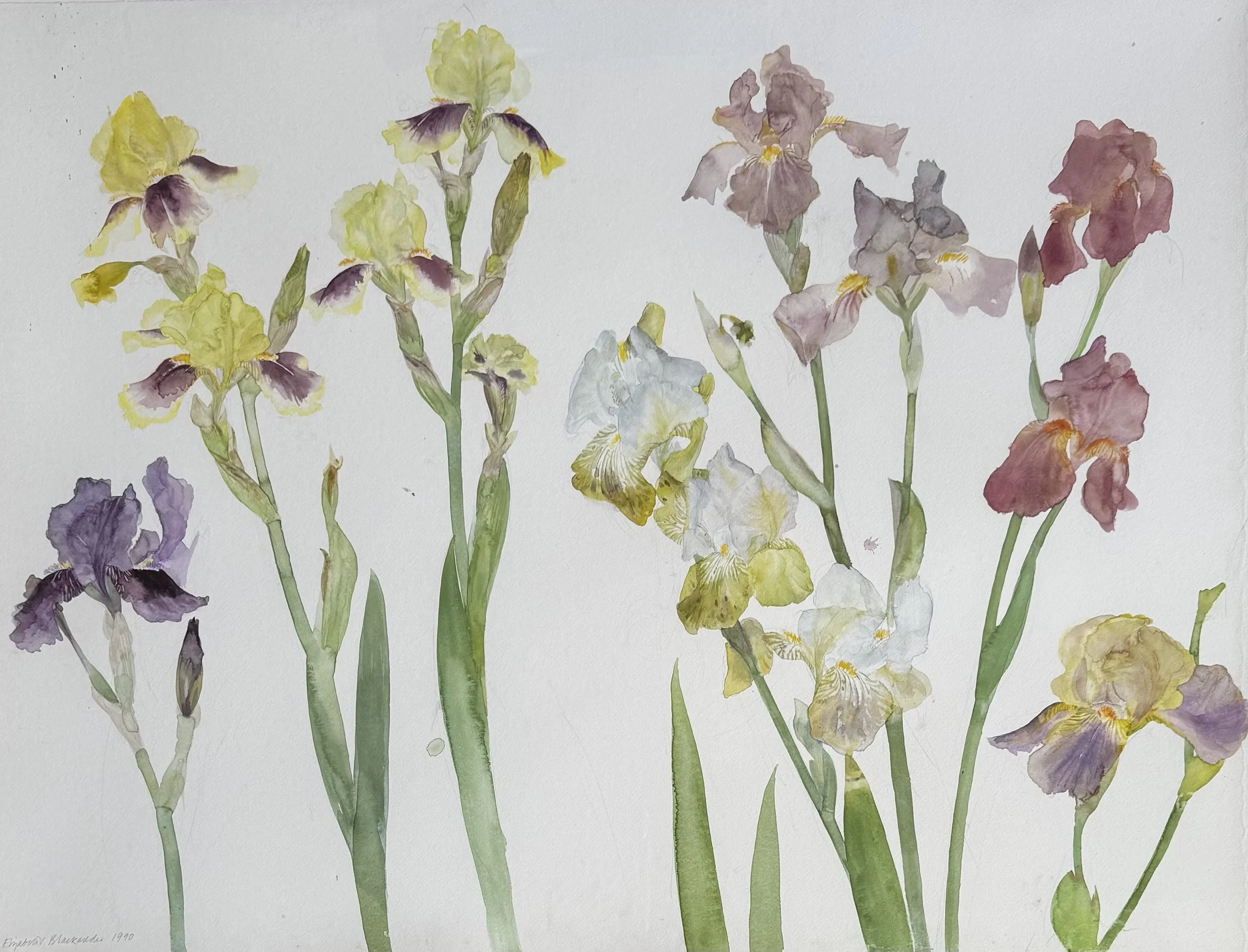 Elizabeth Blackadder