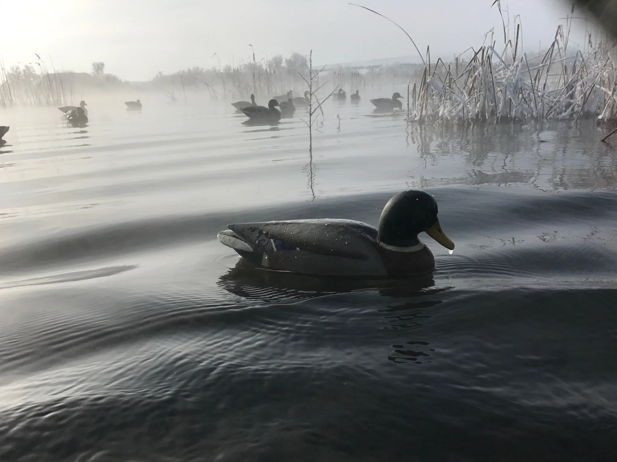 Winter 2016
