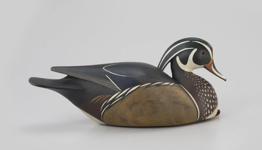 wood duck copley.jpeg
