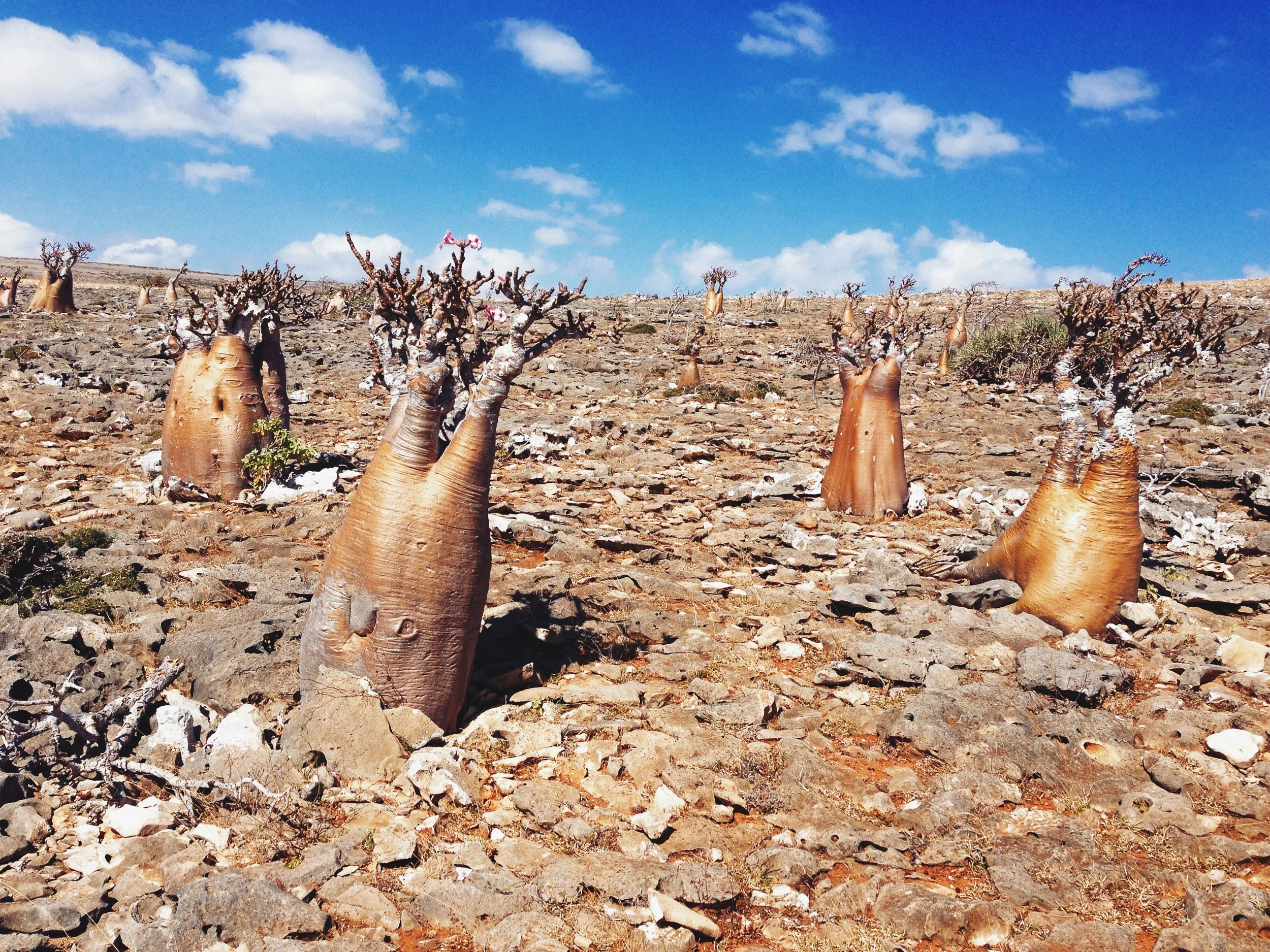 IMG_3603-bottle trees.JPG