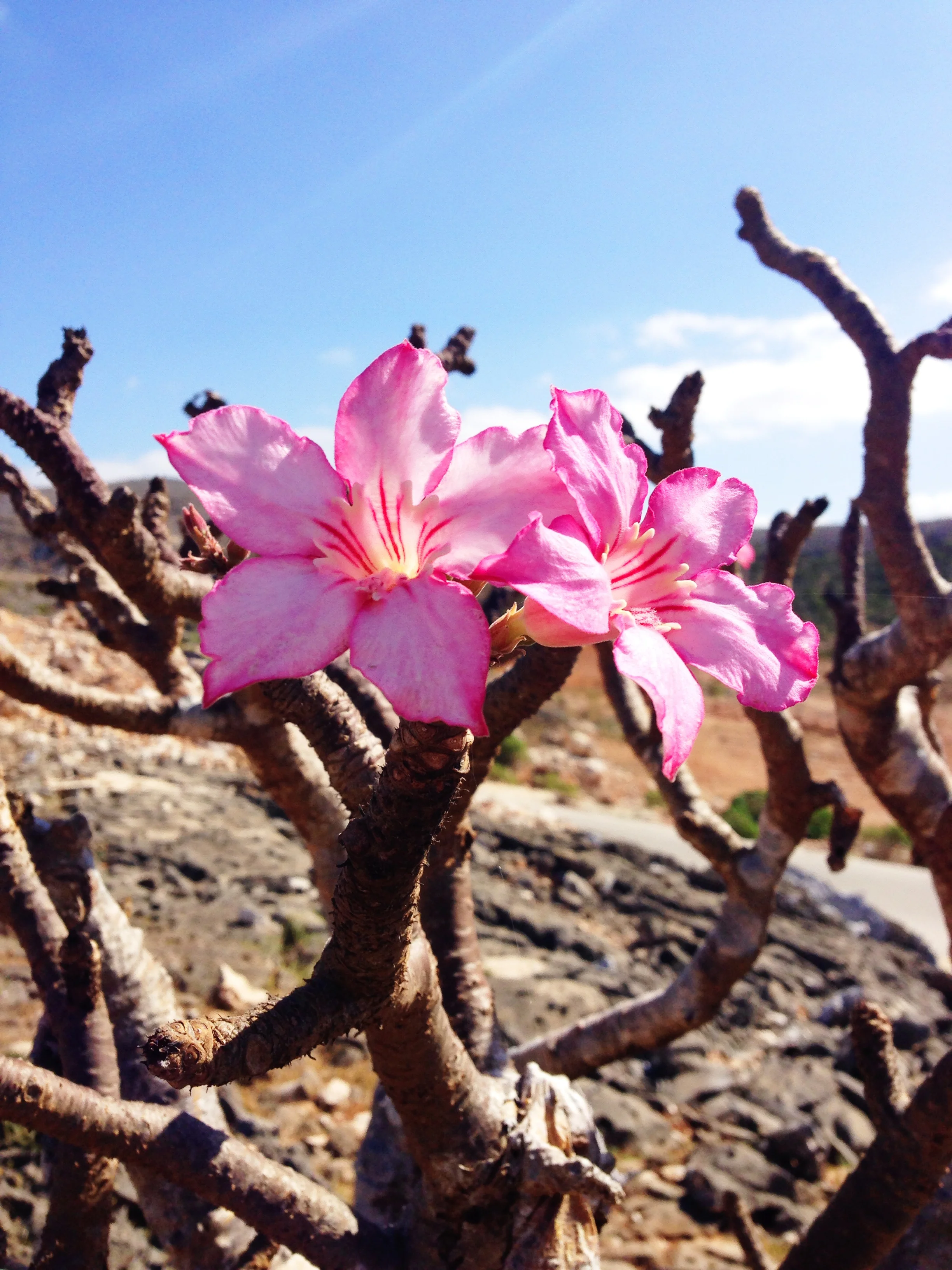 IMG_3537-bottle tree flower Adenium.JPG