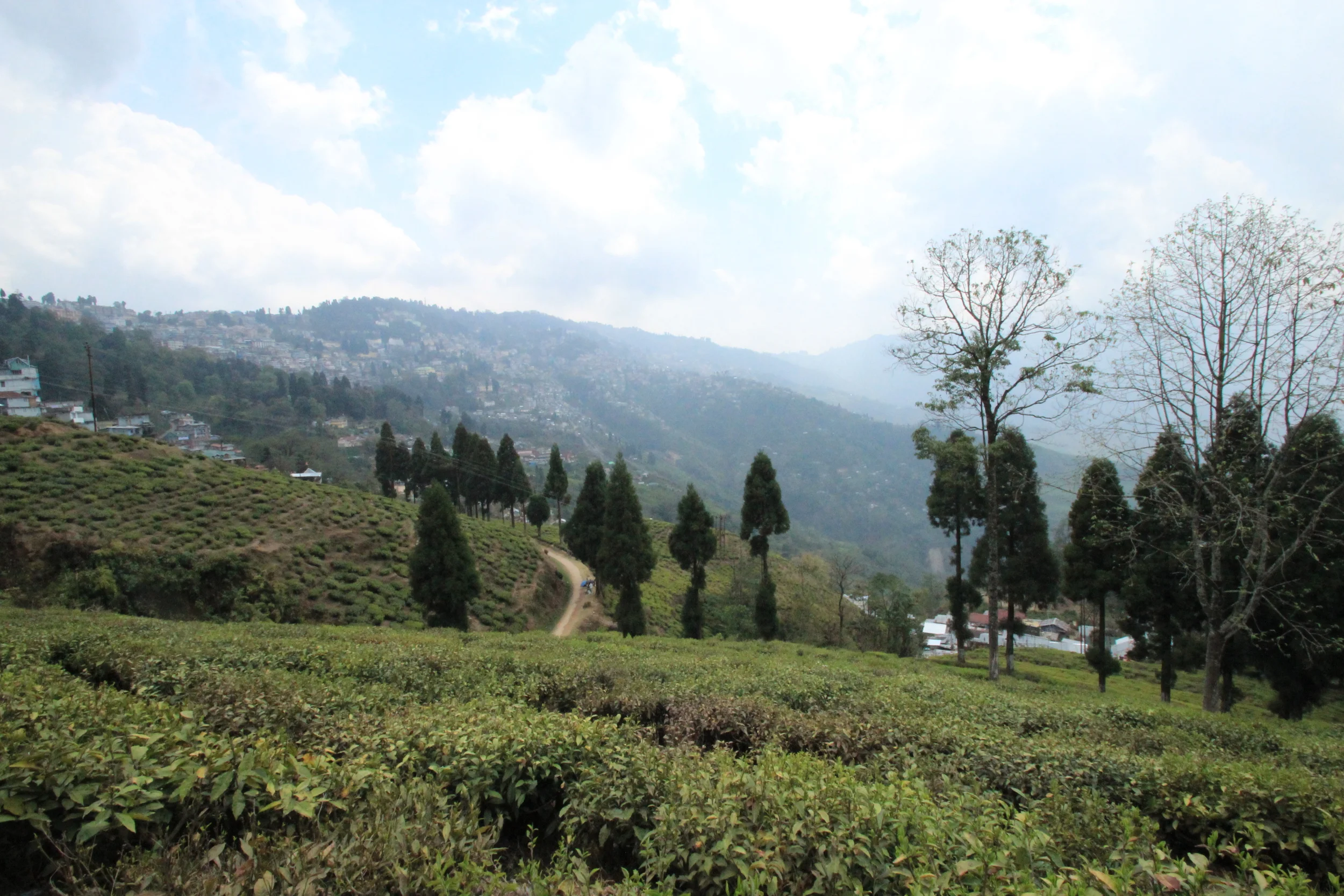 darjeelingteafields.JPG