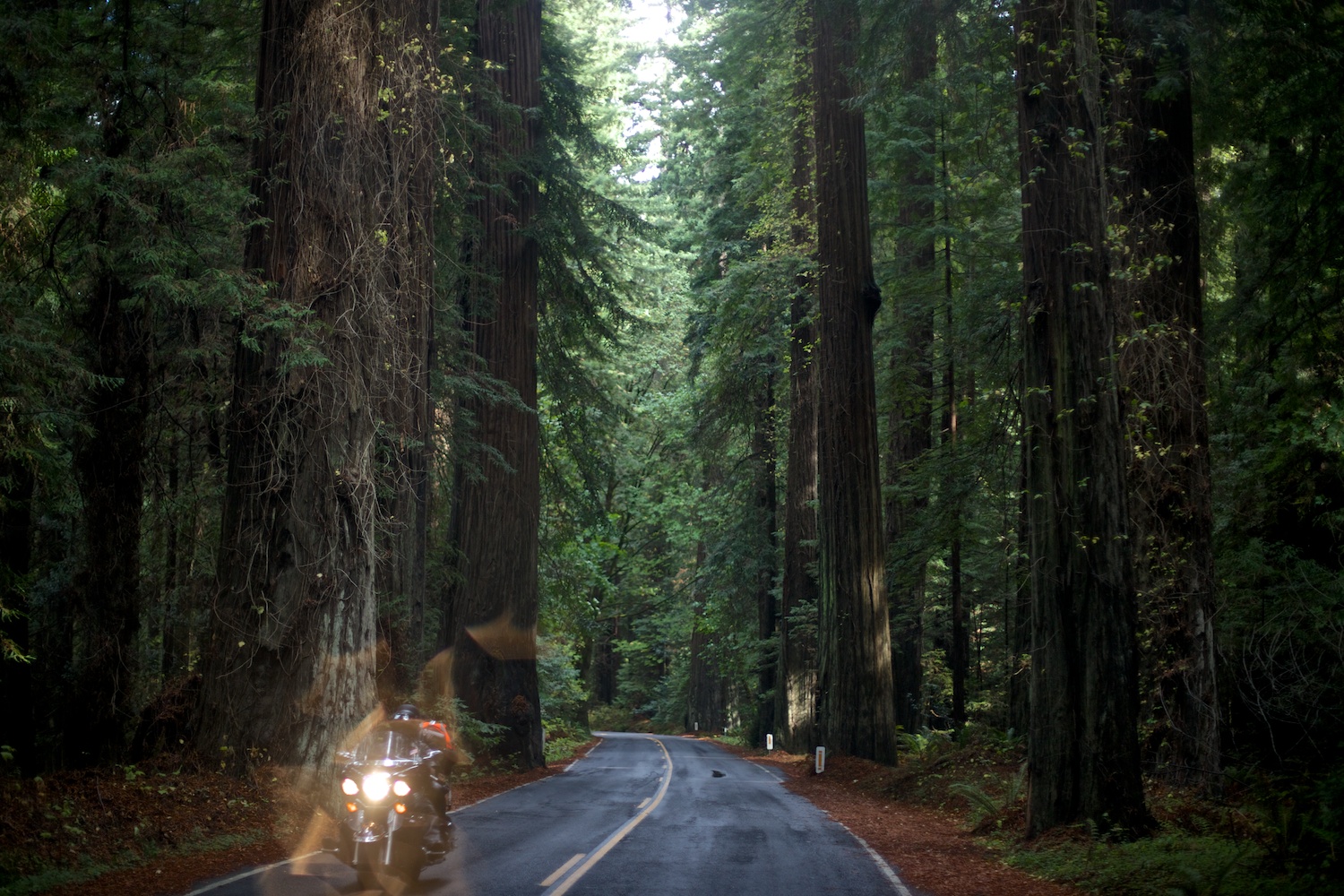Redwoods - Gale Straub.jpg