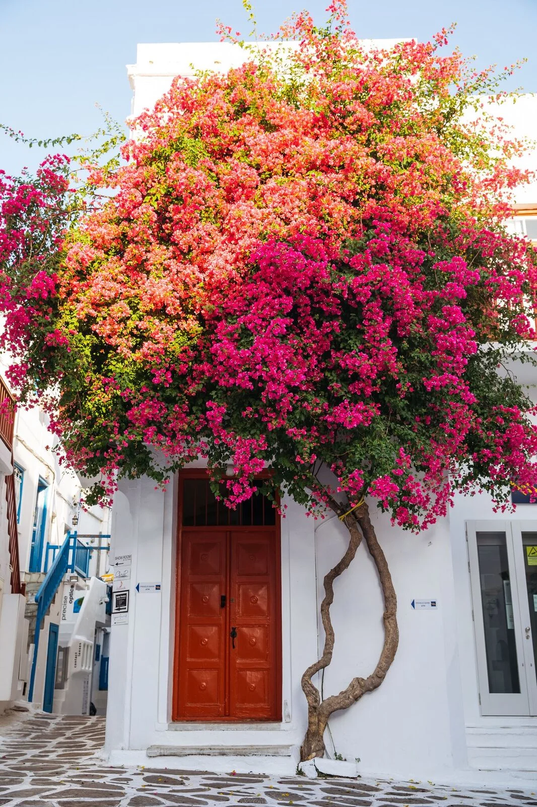 pink tree on white building.jpeg