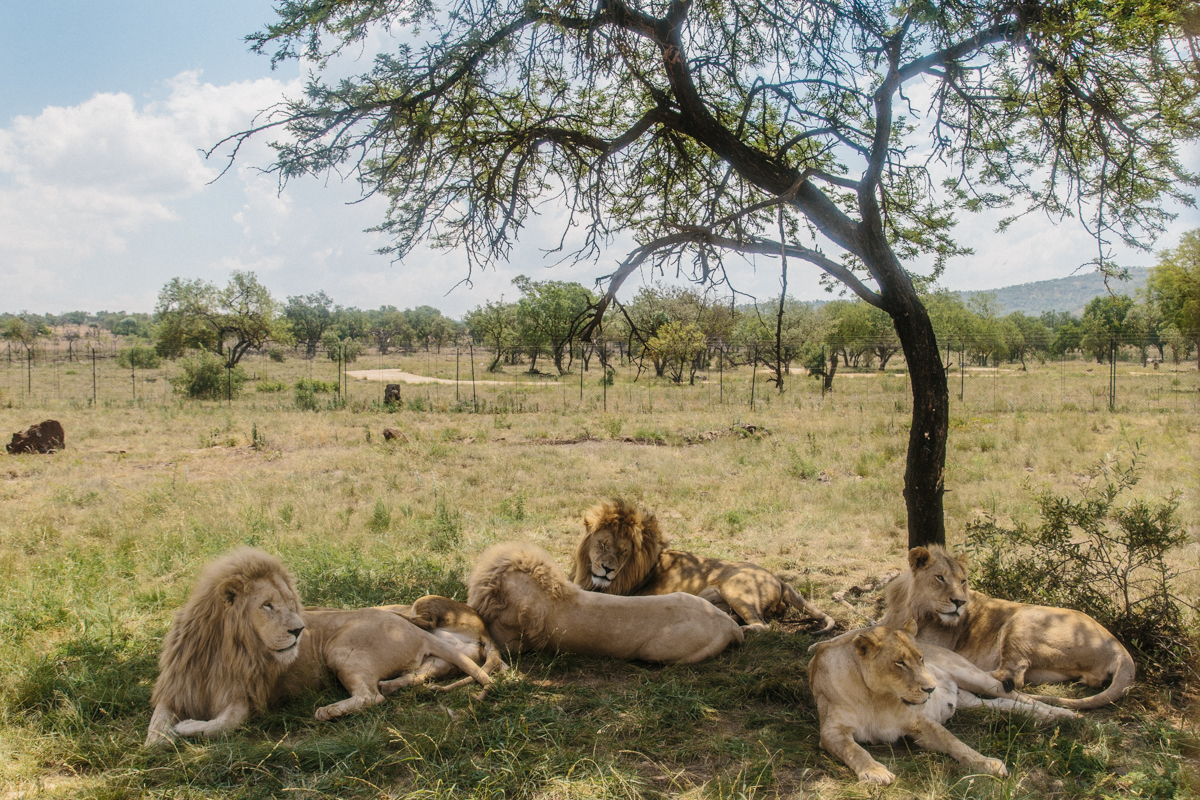 WHERETO WITH UBER: A DAY AT LION & SAFARI PARK — Spirited Pursuit