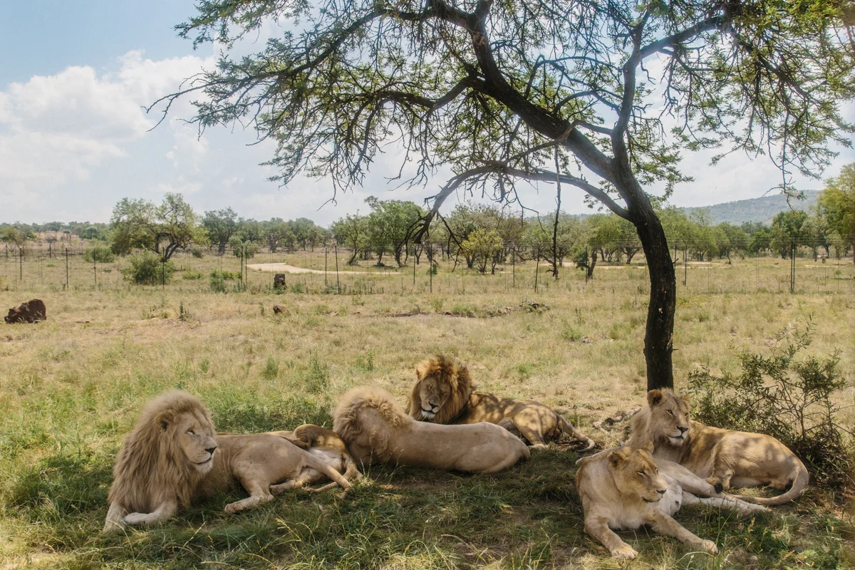 spiritedpursuit_leelitumbe_lionsafaripark-15.jpg