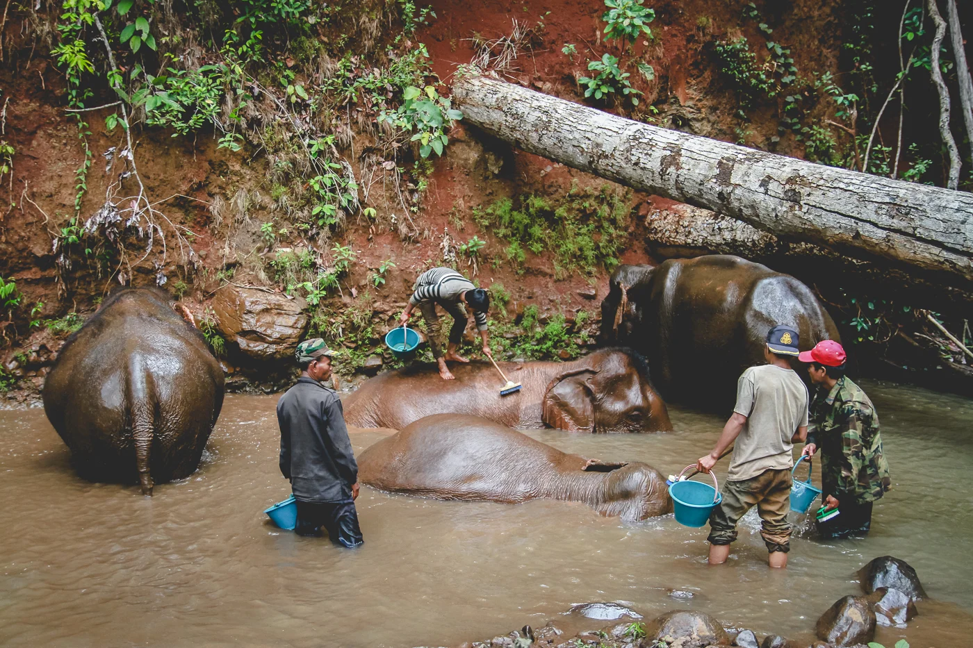 washing elephants vertical.jpg