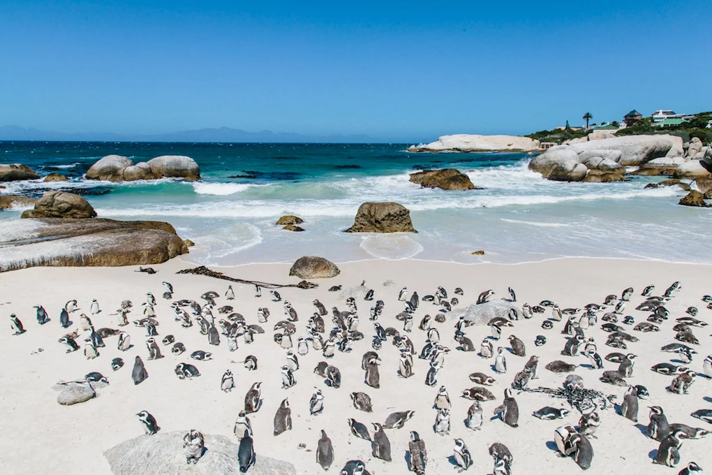 Spiritedpursuit_leelitumbe_capetown_southafrica-9-75.jpg