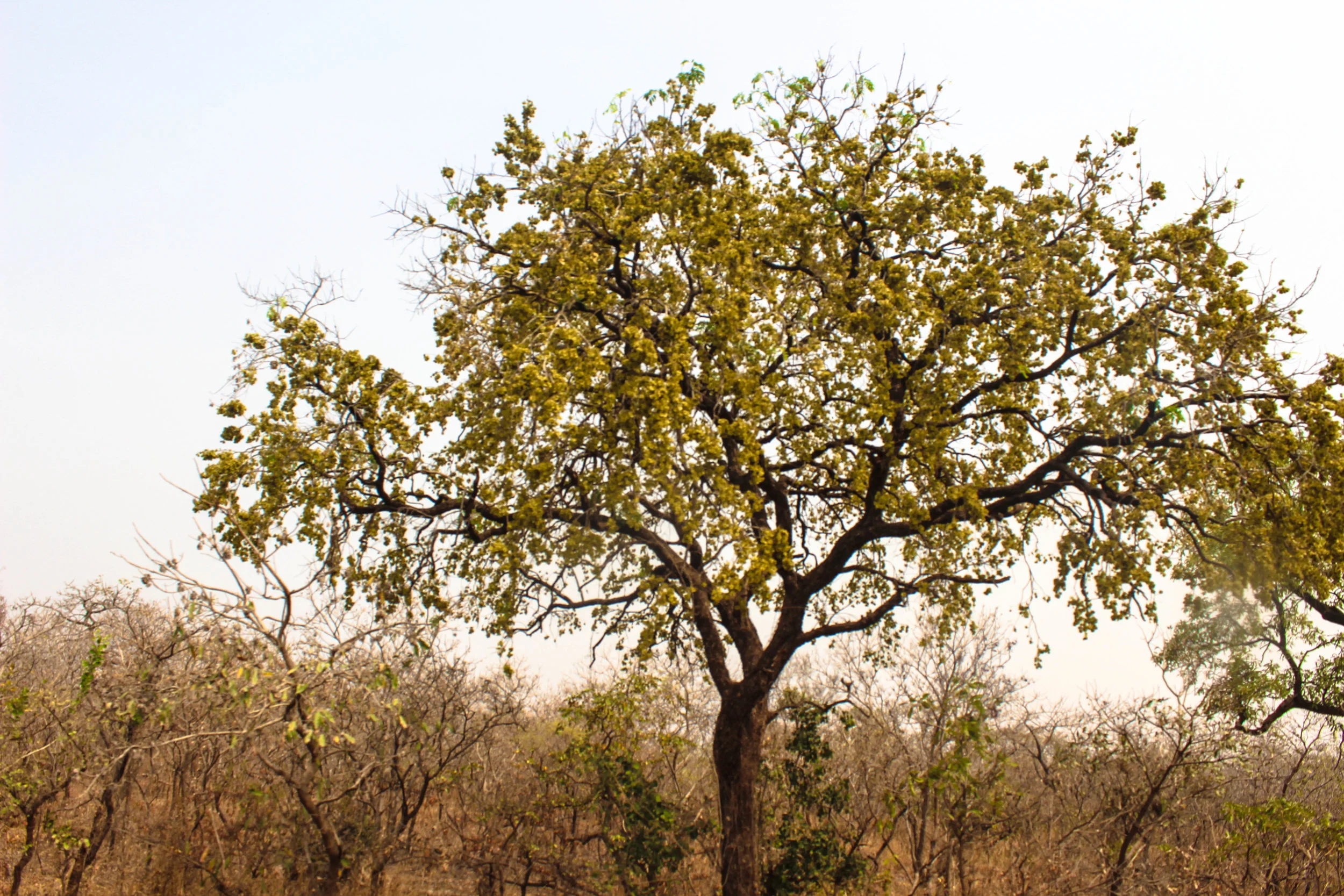 tree.jpg