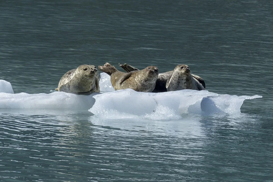 seal-1718007_960_720.jpg