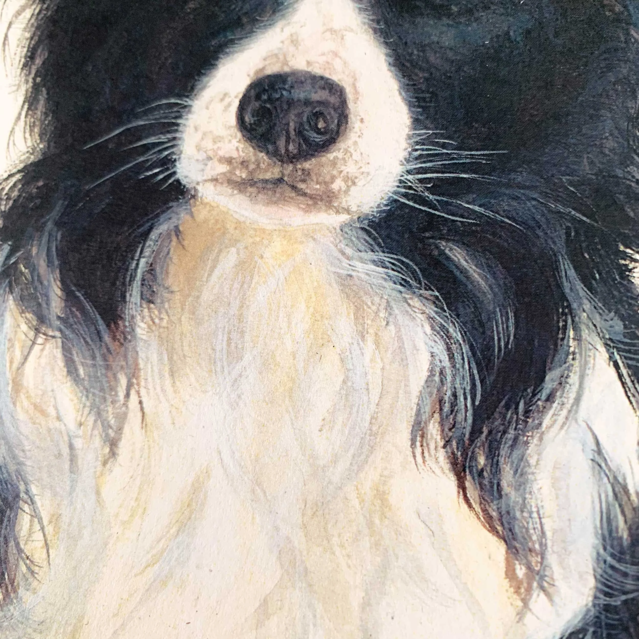 border-collie-greeting-card_4.jpg